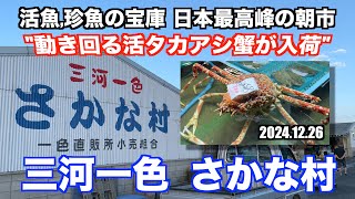 【三河一色さかな村 動き回る活タカアシ蟹が入荷 活魚,珍魚の宝庫 日本最高峰の朝市】あばお 海鮮ちゃんねる #321 2024.12.26