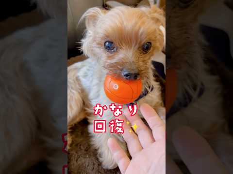 かなり回復したぞ‼️🐶もう少しだ❗️