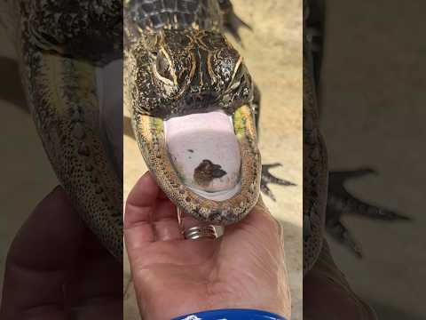 Jawlene the Rescue Alligator with No Top Jaw! #gatorland #rescuealligator #shortsfeed #youtubeshorts