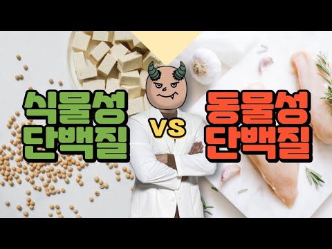 식물성 단백질 VS 동물성 단백질 다이어트에 뭐가 더 좋을까?