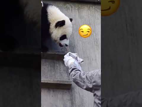 牛乳がほしい😏
Panda can't go down without milk😂