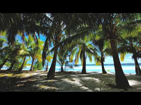 Swaying Palm Trees | Copyright Free Video Footage