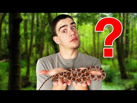 I found the BEST PET SNAKE!