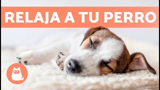 MÚSICA para PERROS con ANSIEDAD 🐶🎶 ¡Relaja a tu Perro Nervioso o Inquieto! ✅