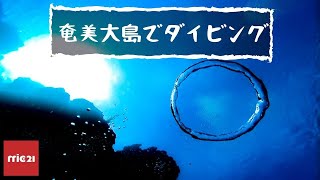 奄美大島ダイビングツアー