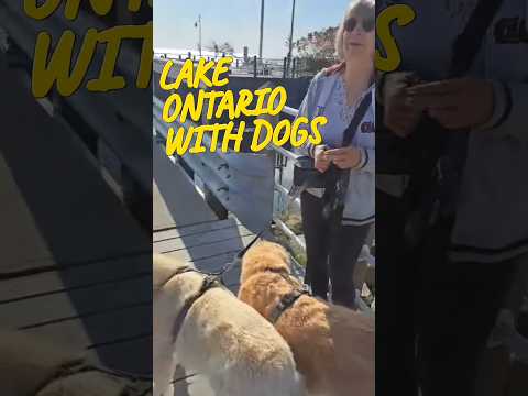 Lake Ontario with dogs. Wonderful time. #dogs #goldenretriever #shorts