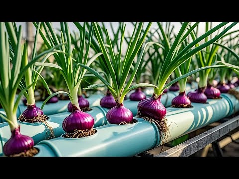 30-Day Journey of Growing Leafy Greens | How to Grow Shallots on the Balcony for Beginners