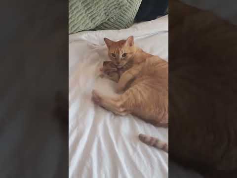 Loves his beaver #cat #kitty #kitten