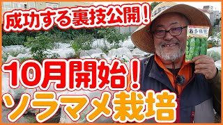 冬までにやりたい！家庭菜園でそら豆栽培の重要作業3選！冬を越すための裏技も公開！【農園ライフ】