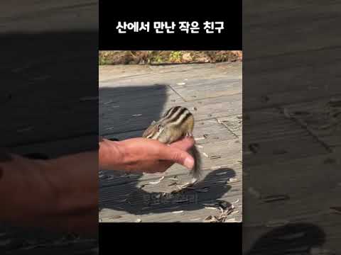 산에서 친해지고 싶은 동물 1위