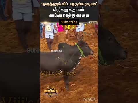 மாஸ் காட்டிய கெத்து காளை || ஜல்லிக்கட்டு 2024 #shorts #jallikattu