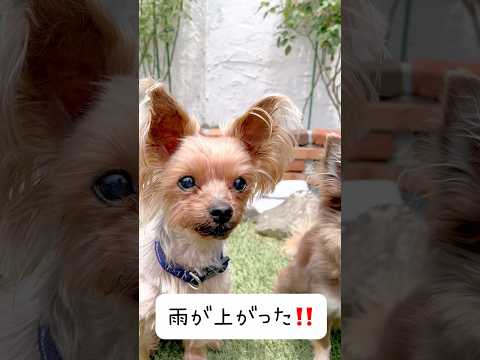 【犬のおやつ 無添加てづくり】お庭でおやつ#犬のいる暮らし #dog #可愛い #可愛いわんこ