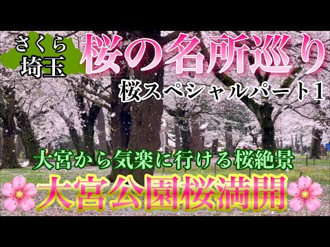 【桜.埼玉】大宮公園の桜が満開です！3/24日埼玉の気楽に行ける桜絶景🌸