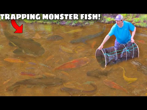 24 HOUR Fish Trap Catches The POND MONSTER!