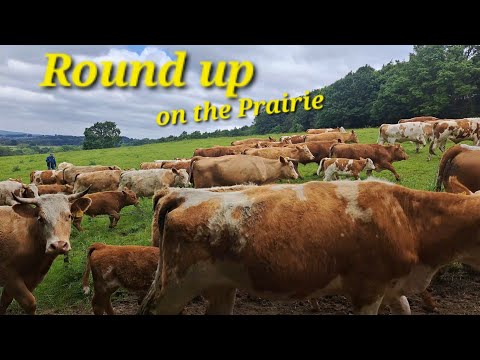 Cattle crush round  up on the prairie T.B. Testing LLM Vets