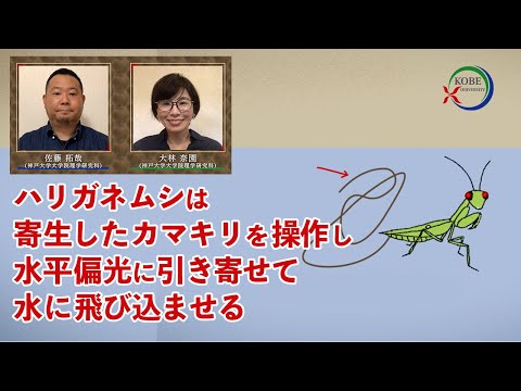 ハリガネムシは寄生したカマキリを操作し水平偏光に引き寄せて水に飛び込ませる