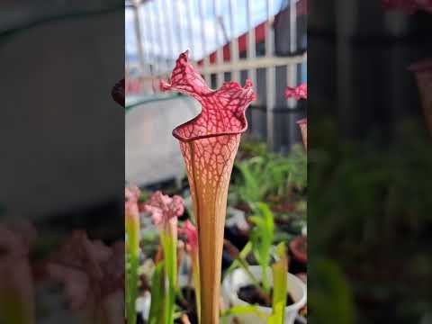 達娜瓶子草 Sarracenia Dana's Delight #plants #植物#食蟲植物