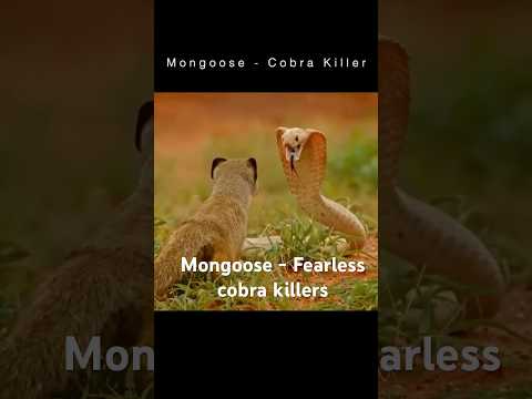 Cobra vs  Mongoose: The Ultimate Snake Killer Explained #cobra #mongoose  #wildlife