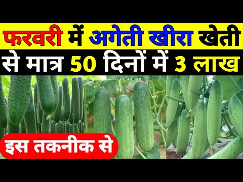 खीरा की खेती कैसें करें|Kheera ki kheti| cucumber farming in India|kheera ki top variety