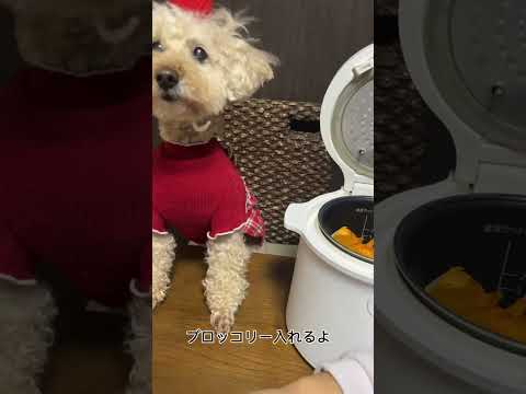 炊飯器で犬のごはん作り #dog #炊飯器  #shorts # #炊飯器レシピ