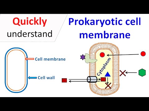 Cell membrane