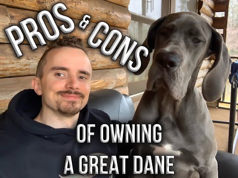 Pros and Cons of Owning a Great Dane