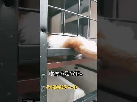 足癖がかわいい猫　#cutecat #三毛猫 #funny#猫のいる暮らし