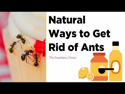 How to Get Rid of Ants Naturally | 5 Ways to Get Rid of Ants Naturally | The Guardians Choice