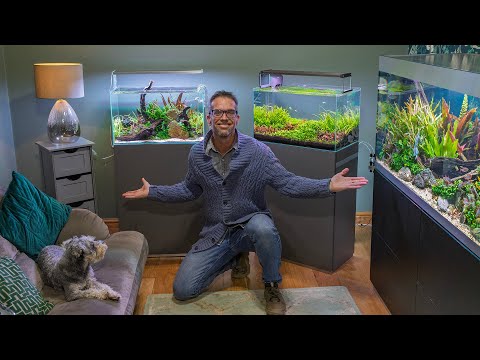 WHY I MOVED MY AQUARIUMS (4K)