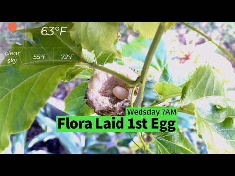 Wednesday 11/23/2022 07:48:30AM Flora Laid her 1st Egg