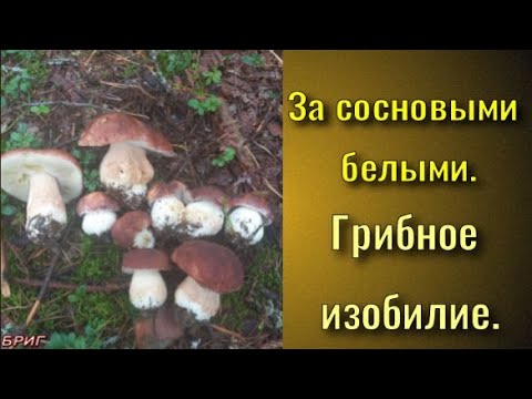 За сосновыми белыми . Грибное изобилие .