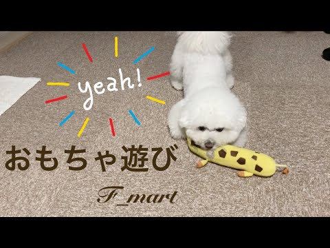 おもちゃ遊び　-ビションフリーゼ犬-