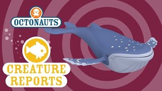 Octonauts: Creature Reports - Humpback Whale