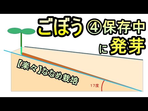 【楽々】ゴボウの波板ななめ栽培④ 保存中に発芽 無農薬 半自給自足