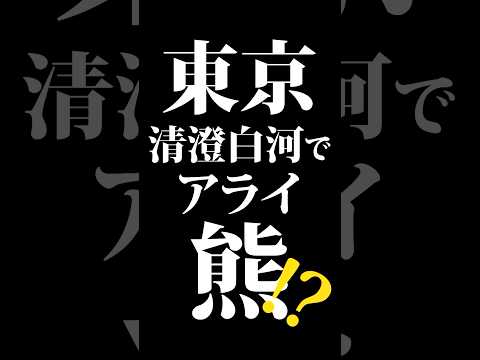 東京【清澄白河】で【野生】の【アライグマ】！？ #Shorts