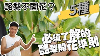 為何酪梨不開花？如何改善？五招了解酪梨開花準則 施肥 修剪 澆水一次到位🥑開花前一定要看！紅龍兄 牛油果種植