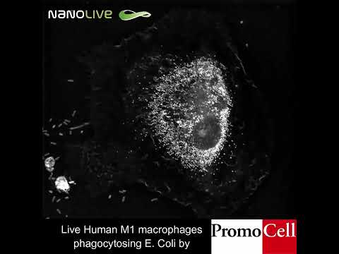 E.coli devoured by human Macrophage