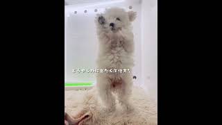 売れ残りの犬と家族になる瞬間w #Shorts