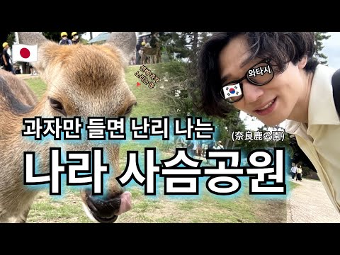 과자만 들면 난리 나는 나라 사슴공원🦌 | 난바에서 나라 가기 | 센베 털어가는 사슴 | 나라 사슴공원 현실  | 요시키엔 정원 | 친구랑 카페·산책 --- 【여기는 오사카🇯🇵】