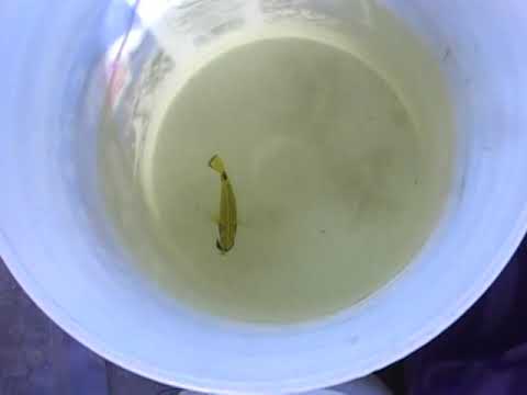 Butterflies in the Cylinder Tank, LA Fishguys, Episode 33, Part 1