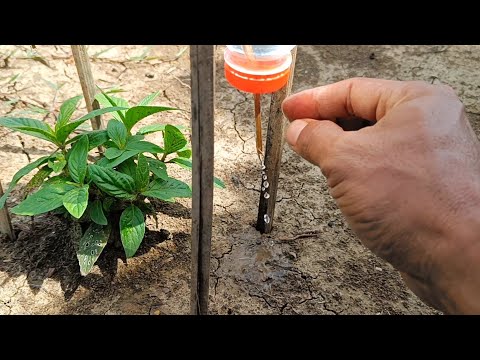 Simple Drip Irrigation System | Anyone Can Do It Almost For Free