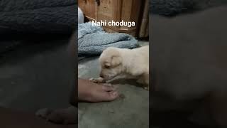 Cute chiku Labrador ❤️#youtubeshorts #doglover #shorts