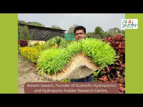 Profitable Hydroponic Fodder Farming