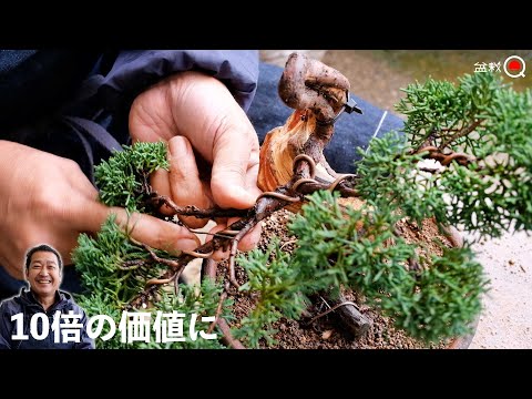 How to make juniper that you bought cheap 10 times more expensive [Bonsai Q]