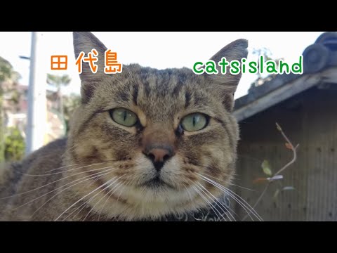 クロネコ堂の裏口￼あたりにいた徳川家康似の猫　A cat named after Tokugawa Ieyasu【田代島】【２０２４秋】【猫島巡り】