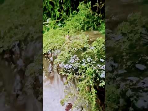 #rain #ytshorts #rainsounds #meditation #sleep #soothing #relaxing #youtube #yt #waterflow #green