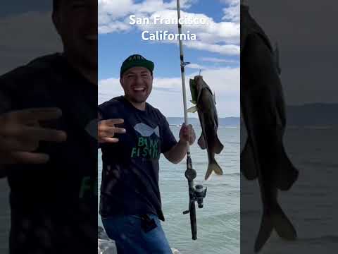 SF fishing! New Species! #california #fishing #bayarea #fish #perch #treasure #island #bankfishing