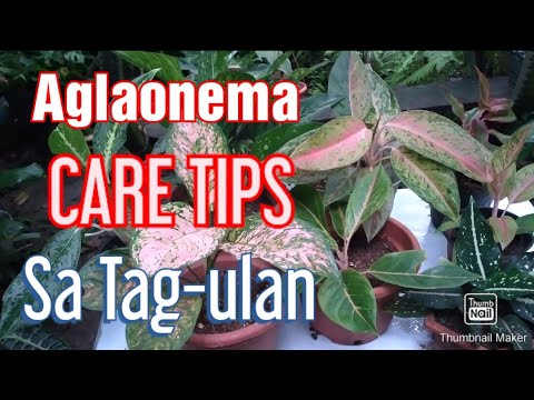 6 Tips to Keep Aglaonema Alive During Rainy Days