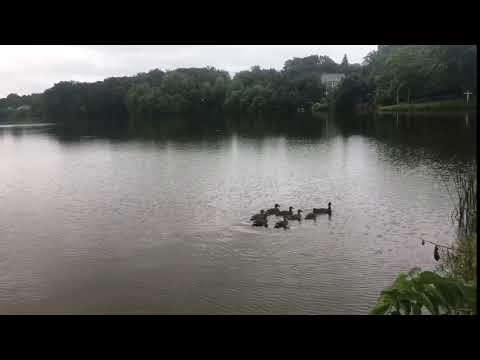 Time Lapse Ducks