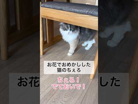 お花でおめかしした猫のちぇろ #shorts #cat